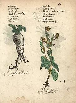 Radish: Radish, Raphanus raphanistrum subsp. sativus