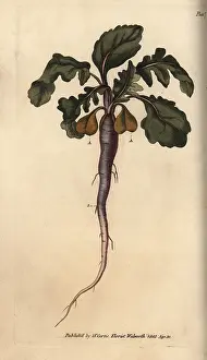 Radish: Radish, Raphanus sativus, root vegetable