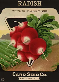 Radish: Radish Seed Packet