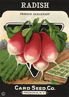 Radish: Radish Seed Packet