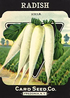 Radish: Radish Seed Packet