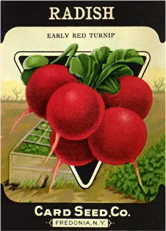 Radish: Radish Seed Packet