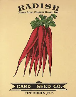 Packets: Radish Seed Packet