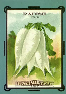Packets: Radish Seed Packet