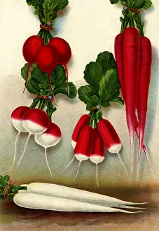 Veggie: Five Radish Varieties