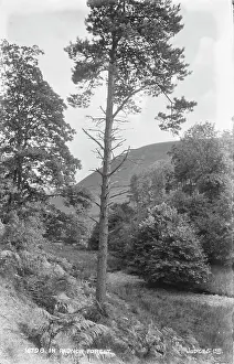 Powys: In Radnor Forest