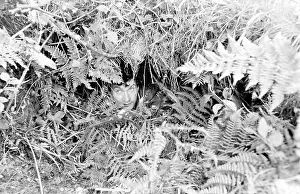 Concealing: RAF Survival School, Plymouth