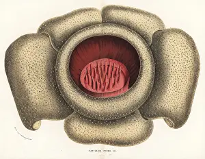 Rafflesia: Rafflesia horsfieldii