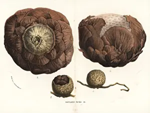 Serres: Rafflesia horsfieldii