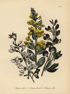 Handfinished: Rafnia and Baptisia species