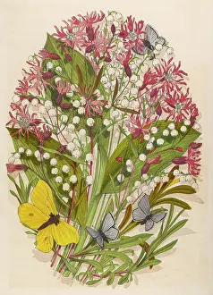 Wildflowers: RAGGED ROBIN & LILY OF V