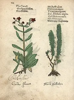 Hellebore: Ragged Robin, Lychnis flos-cuculi, and black