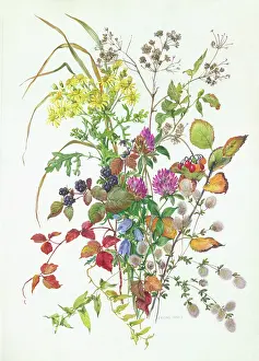 Harebells: Ragwort, clover, etc