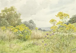Knapweed: Ragwort and Greater Knapweed