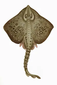 Raja: Raia clavata, or Thornback Ray