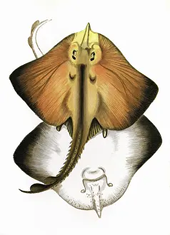 Raja: Raia marginata, or Bordered Ray
