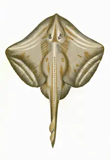 Raja: Raia microcellata, or Painted Ray