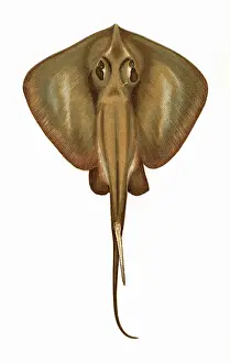 Sting: Raia Pastinaca, or Stingray