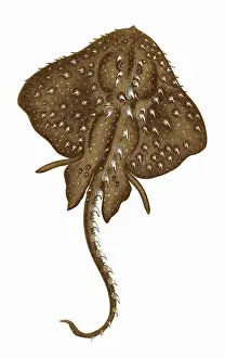Raja: Raia radiata, or Starry Ray