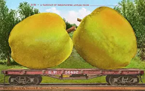 Carload: Rail car transporting giant Bellflower apples