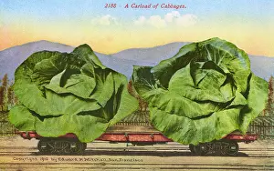 Cabbages: Rail car transporting giant cabbages