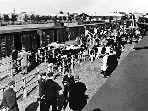 Waggons: railway, waggons, freight waggons, loading cattle