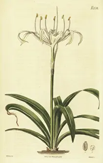Samuel Curtis: Rain flower, Pancratium zeylanicum