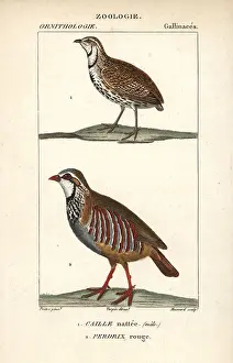 Jean Francois: Rain quail, Coturnix coromandelica, and red-legged