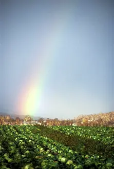 Vainstein: Rainbow, 1984