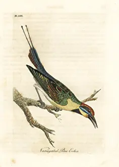 Ornatus: Rainbow bee-eater, Merops ornatus