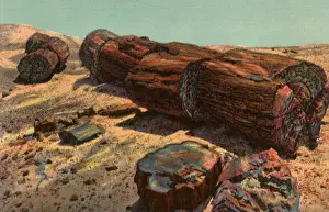 Petrified: Rainbow Forest