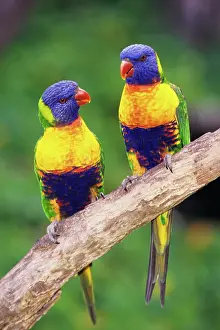 Lorikeet: Two Rainbow Lorikeet Trichoglossus Haematodus