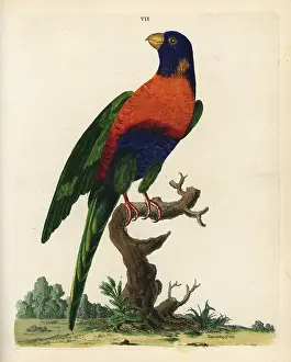Marmaduke: Rainbow lorikeet, Trichoglossus haematodus