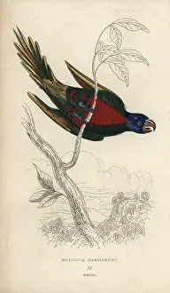 Lauder: Rainbow lorikeet, Trichoglossus haematodus