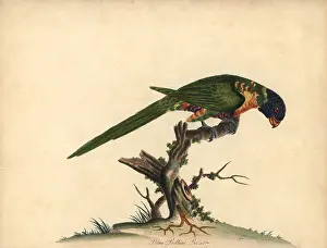 Hefner: Rainbow lorikeet, Trichoglossus moluccanus