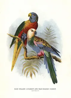 1817 1893: Rainbow lorikeet, Trichoglossus moluccanus