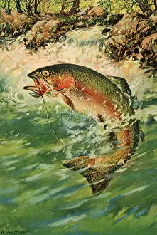 Pours: Rainbow Trout