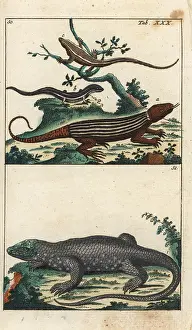 Skink: Rainbow whiptail and dotted skink
