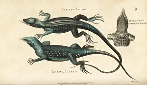 Lacerta: Rainbow whiptail lizard and giant ameiva lizard