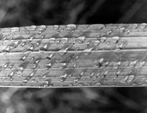 Raindrops: RAINDROPS