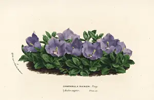 Campanula: Rainer's bellflower, Campanula raineri