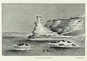 Arctoidea: Raised beaches, Patagonis