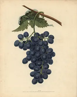 Vitis: Raisin de Calmes grape, Vitis vinifera