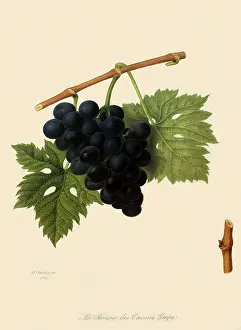 Vitis: Raisin Des Carmes Grapes