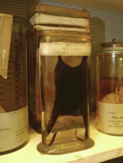 Raja: Raja marginata, skate egg case