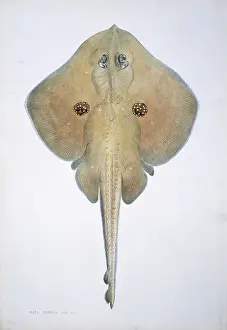 Raja: Raja naevus, cuckoo ray