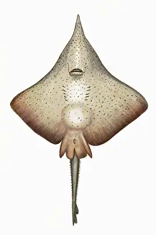 Raja: Raja rhina, or Longnose Skate