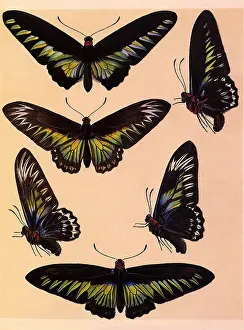 Rajah: Rajah Brooke's Birdwing Moths