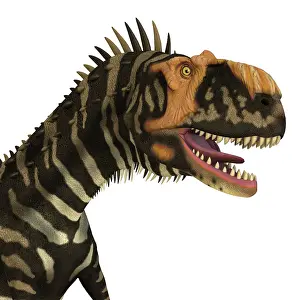 Markings: Rajasaurus dinosaur head