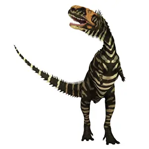 Markings: Rajasaurus dinosaur, front view